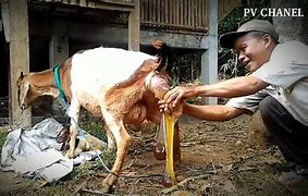 Kambing Melahirkan Kembar Belajar Bermain Dengan Anak Manusia